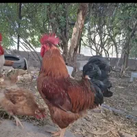 فروش تخم مرغ نطفه دارهلندی وتاج داردرجه یک نژاددار