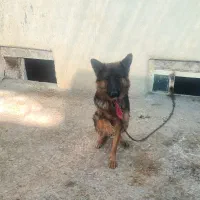 ژرمن شپرت بلک قهوی ماده 6م اصیل9ماه