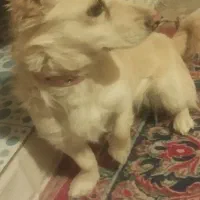 سگ اشپیتزسایز کوچک