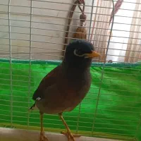 پرنده|پرنده|اردکان, |دیوار