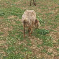 ۵جفت میش