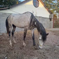 اسب نژاد کورد|اسب و تجهیزات اسبسواری|لاهیجان, آهندان|دیوار