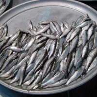 کولی ماهی تازه