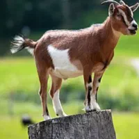 فروش گوسفند زنده کهره و بره ه