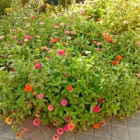سرایدار باغ