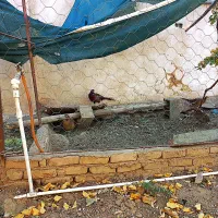 فروش تعدادی غاز وبوقلمون ،خرگوش لپوغیره|حیوانات مزرعه|سبزوار, ابوریحان|دیوار