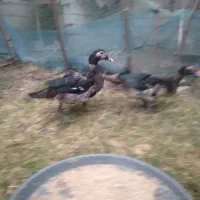 اردک اسراییلی سنگین وزن|حیوانات مزرعه|سنگر, |دیوار