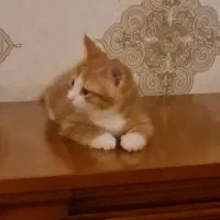 امور منزل و امور گربها