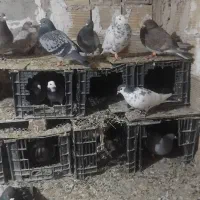 کفتر شهرستانی یکجا|پرنده|بومهن, |دیوار