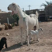 یک بز مری با دوکهره نر و ماده پرشیر|حیوانات مزرعه|زابل, |دیوار