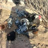 تخم مرغ گلین مرغ خروس