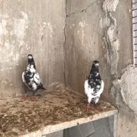 کبوتر پاکستانی