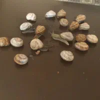 حلزون|خزنده|تهران, دولاب|دیوار