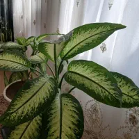 گل طبیعی دیفن باخیا