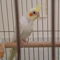 جوجه عروس هلندی
