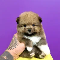 سگ‌پامرانین خرسی نر ۳ماهه مینیاتوری جیبی