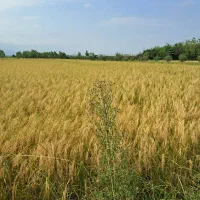 انواع برنج ایرانی هل و زعفران روغن حیوانی|خوردنی و آشامیدنی|تهران, جوانمردان (اندیشه)|دیوار