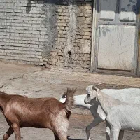 بز نجدی|حیوانات مزرعه|اهواز, اسماعیلیه|دیوار