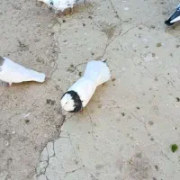 طوقی فولادی نر|پرنده|داران, |دیوار