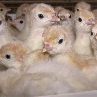 جفت مرغ عشق جوان