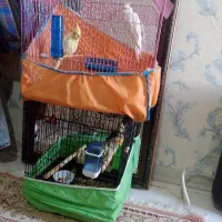 همشون با قفس۴تومن