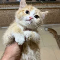توله گربه