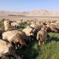 میش داشتی|حیوانات مزرعه|بلداجی, |دیوار