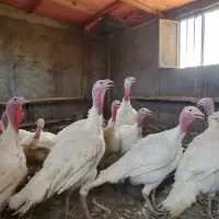 فروش بوقلمون گوشتی