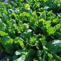 سبزی(زلق) تازه و درجه یک|خوردنی و آشامیدنی|قلعه شاهین, |دیوار