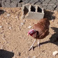 بوقلمون