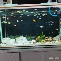 فروش ماهی آکواریومی گیاهخوار|ماهی|کرمانشاه, |دیوار
