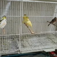 قناری ماده|پرنده|رشت, کوی مهر|دیوار