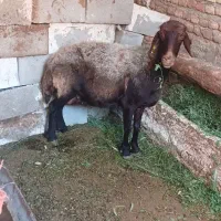یک عدد میش میان سال فروشی