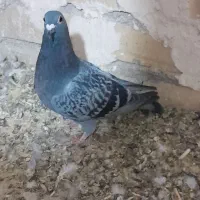 کفتر یا کبوتر|پرنده|تایباد, |دیوار