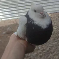 4 عدد کبوتر ماده