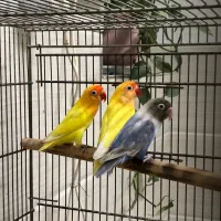 برزیلی ماده تک و جفت مولد