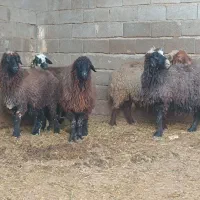 گوسفند ابستن 6 عدد