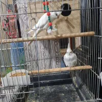 یه جفت عروس هلندی البینو به دوتا جوجه ۲۰ روزه