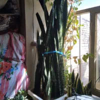 گل سانسوریا