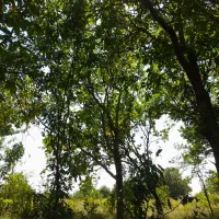 اجاره درختان گردو و بادام