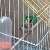 سهره نر و ماده|پرنده|ری, فیروزآبادی|دیوار