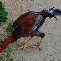 خروس لاری فروش فوری|حیوانات مزرعه|سورک, |دیوار