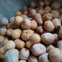 بورانی برای دام و سبک و سنگین