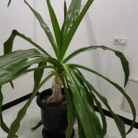 گل برگ موزی بزرگ|گل و گیاه طبیعی|کرمان, |دیوار