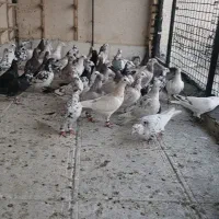 کبوتر بزک  سرور سوسکی