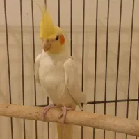 عروس هلندی لوتینو نر مست