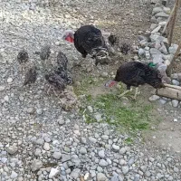 بوقلمون نر و ماده