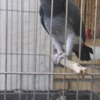 کاسکو دم شکلاتی