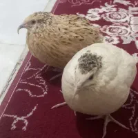 دو عدد بلدرچین  سالم