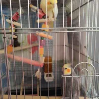 عروس هلندی و مرغ مینا